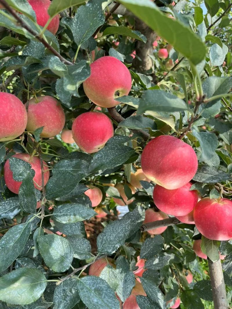 辽宁葫芦岛【嘎啦苹果】绥中精品苹果万亩果园现摘现发