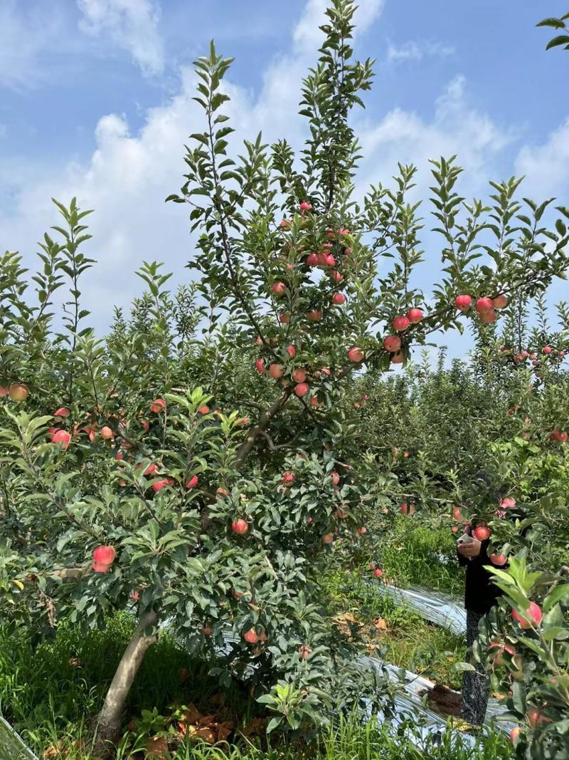 辽宁葫芦岛【嘎啦苹果】绥中精品苹果万亩果园现摘现发