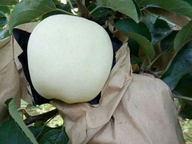 辽宁绥中苹果精品黄元帅苹果果园现摘现发需要联系