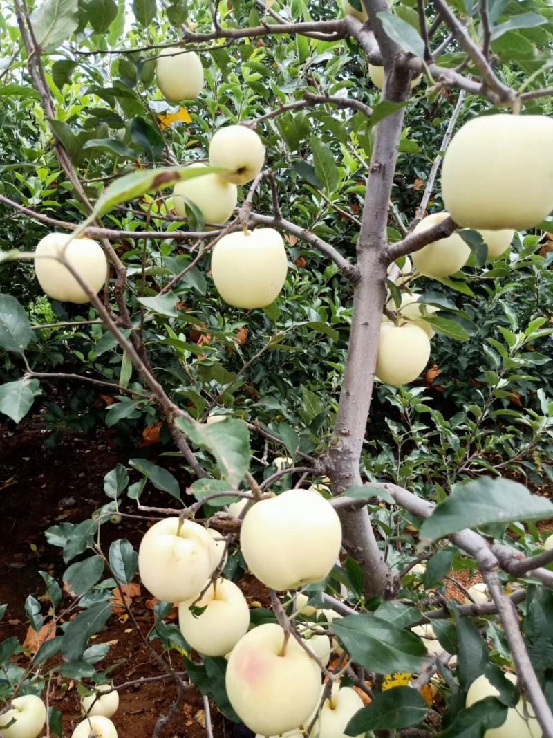 辽宁绥中苹果精品黄元帅苹果果园现摘现发需要联系