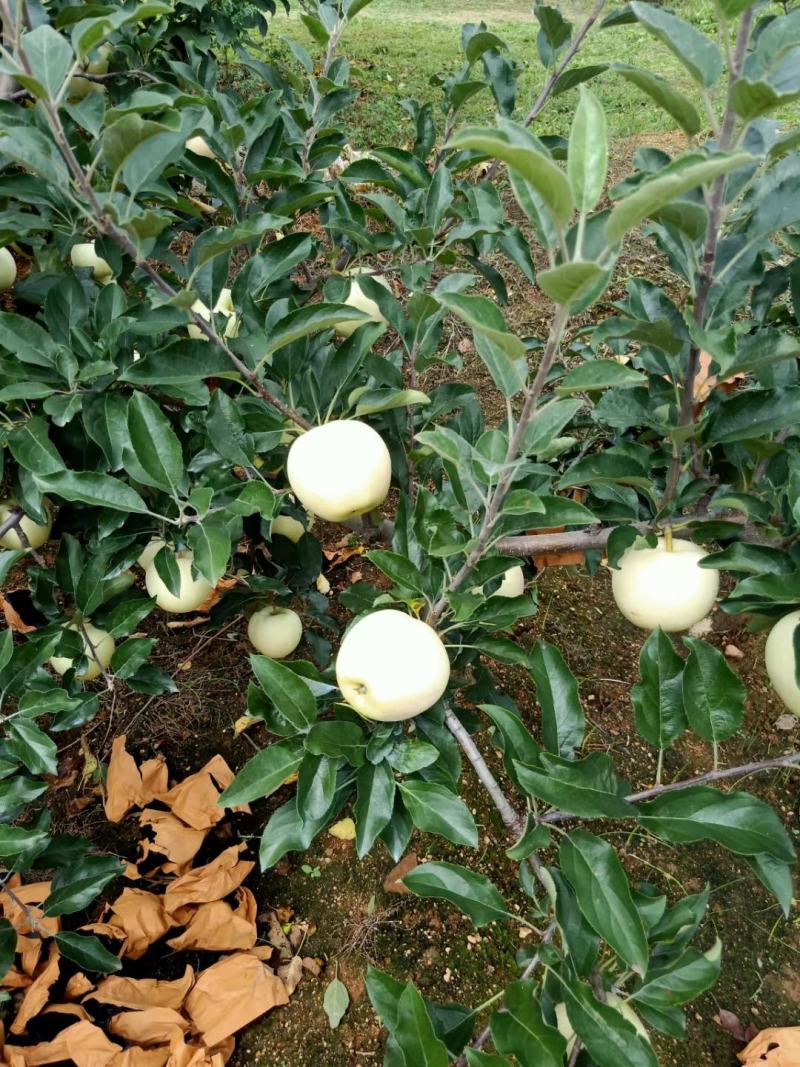 辽宁绥中苹果精品黄元帅苹果果园现摘现发需要联系