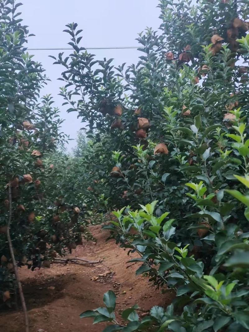 辽宁绥中苹果精品黄元帅苹果果园现摘现发需要联系