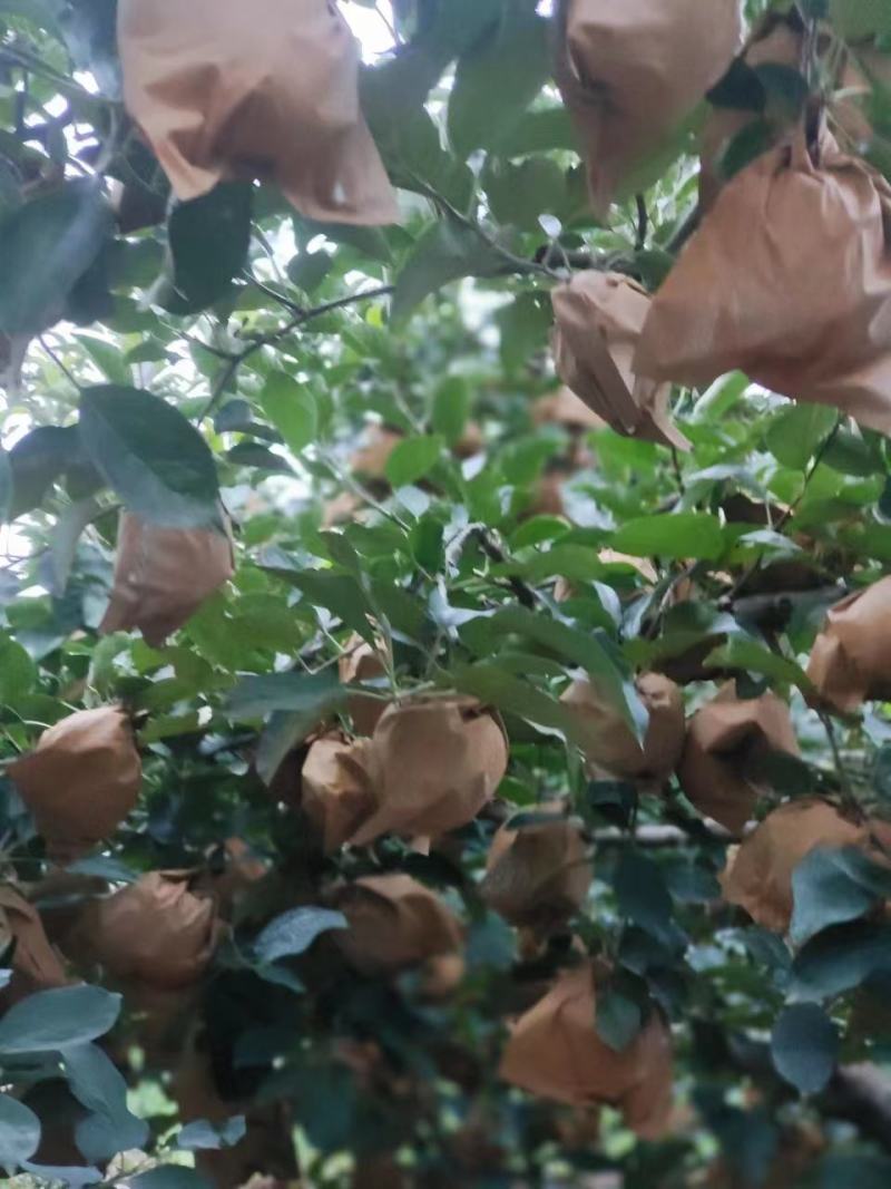 辽宁绥中苹果精品黄元帅苹果果园现摘现发需要联系