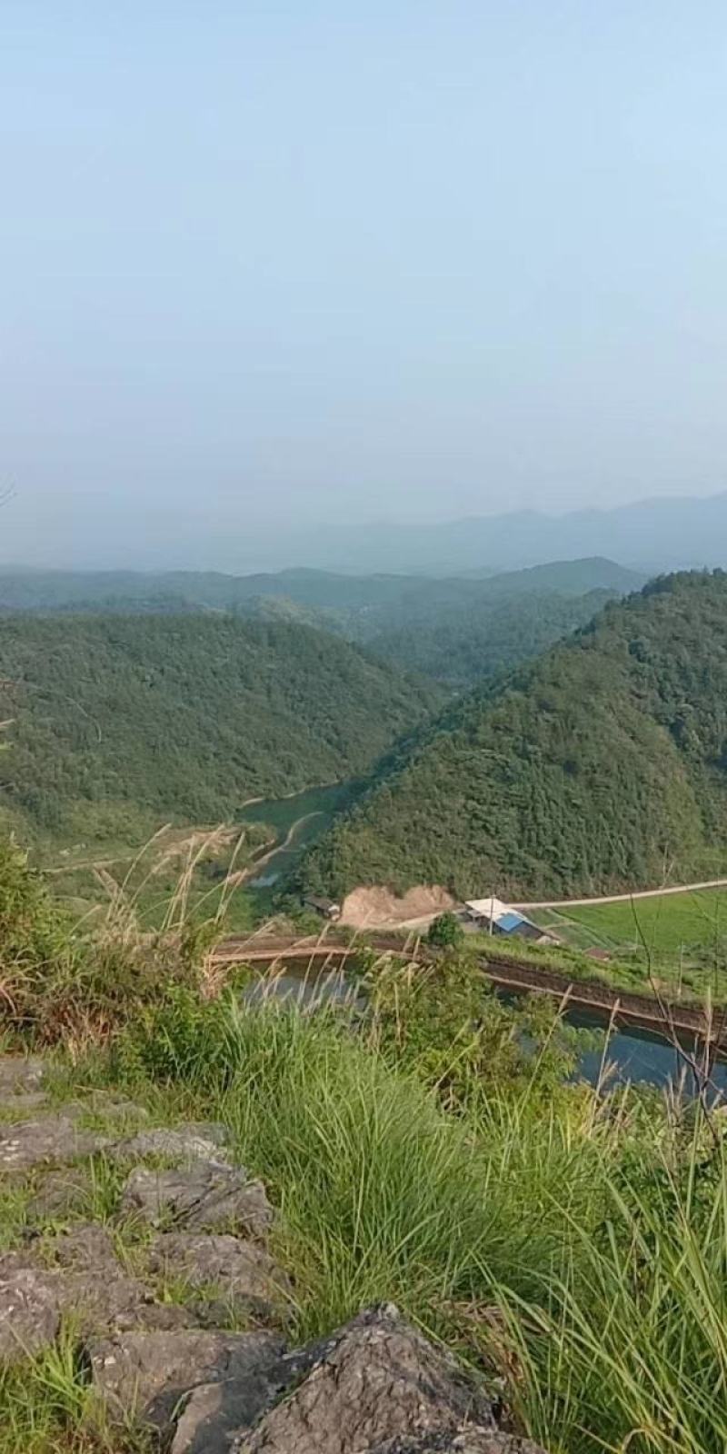 高山野蜂蜜
