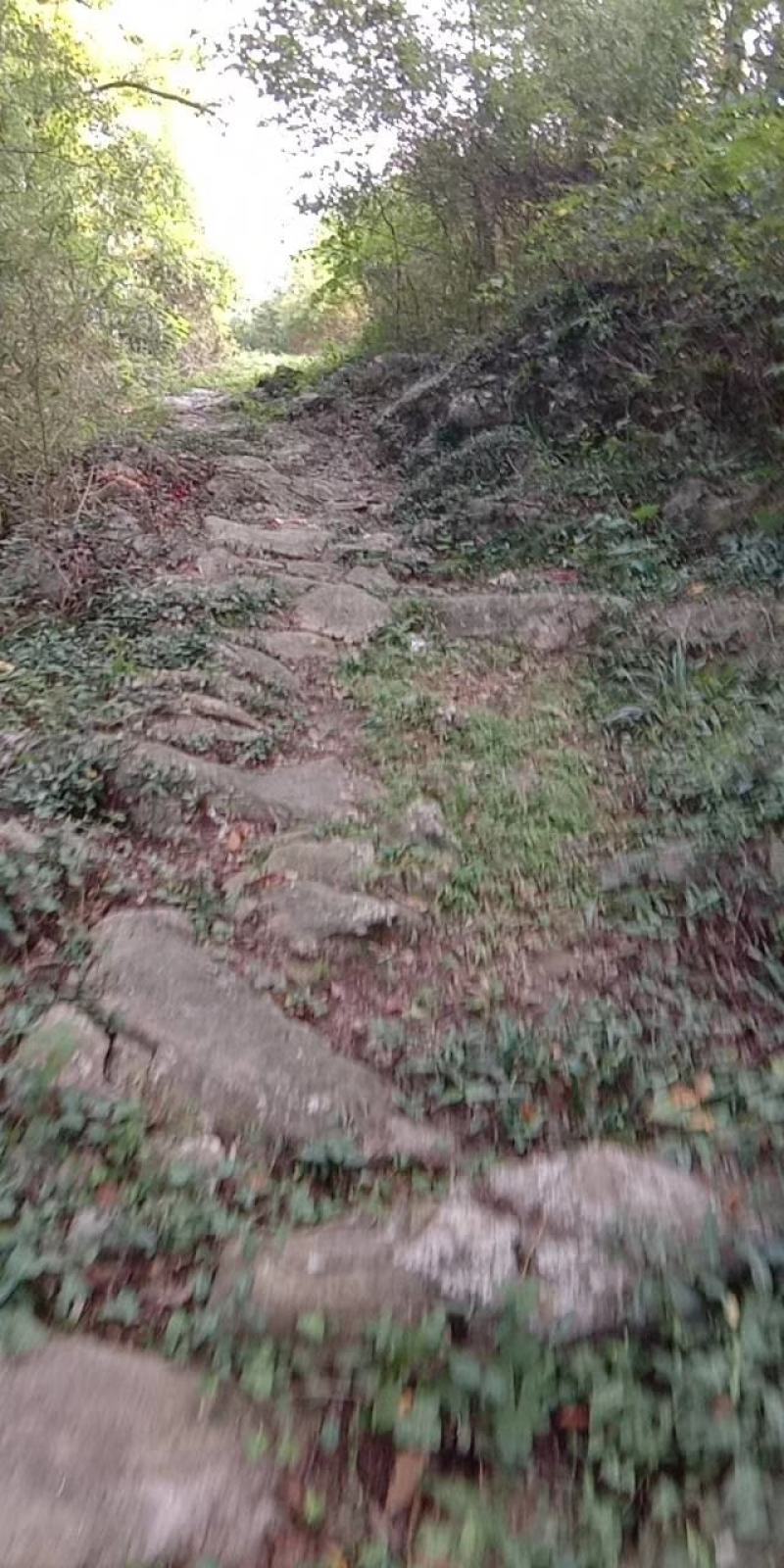 高山野蜂蜜