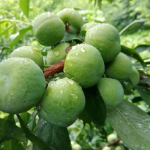 茂县青脆李，可下地