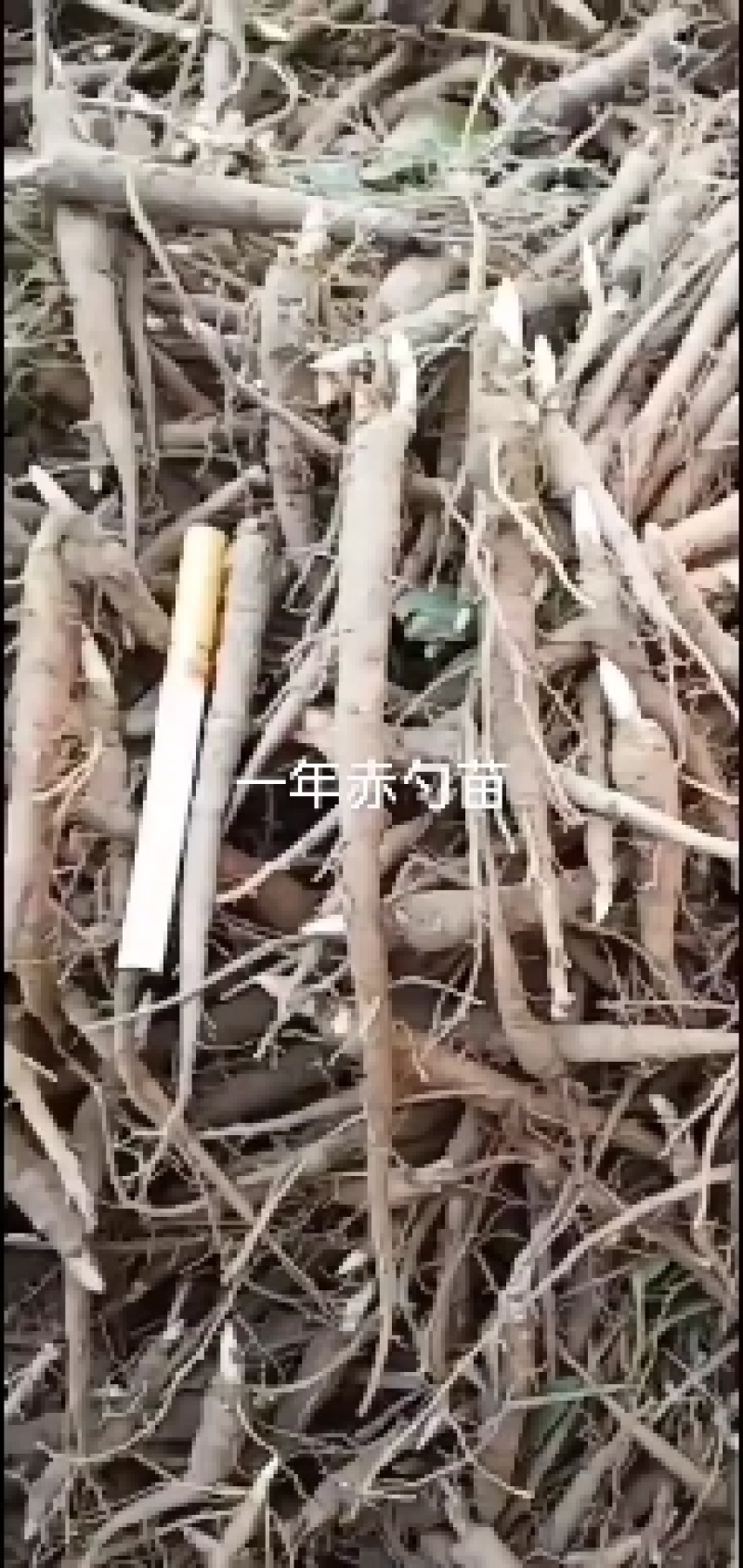 赤勺苗