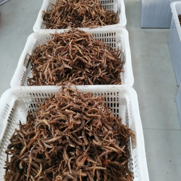 油炸小泥鳅去内脏油炸即食，油炸泥鳅