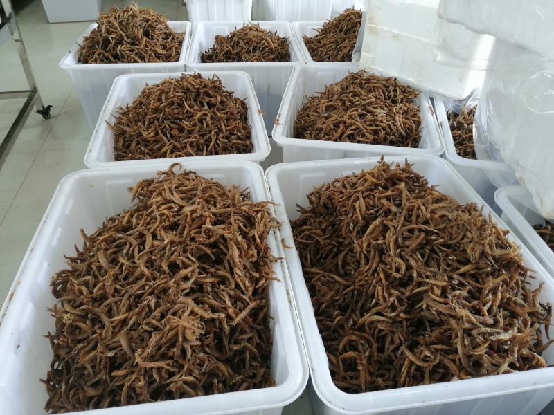 油炸小泥鳅去内脏油炸即食，油炸泥鳅