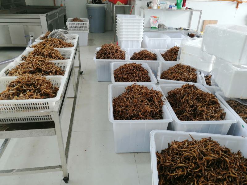 油炸小泥鳅去内脏油炸即食，油炸泥鳅