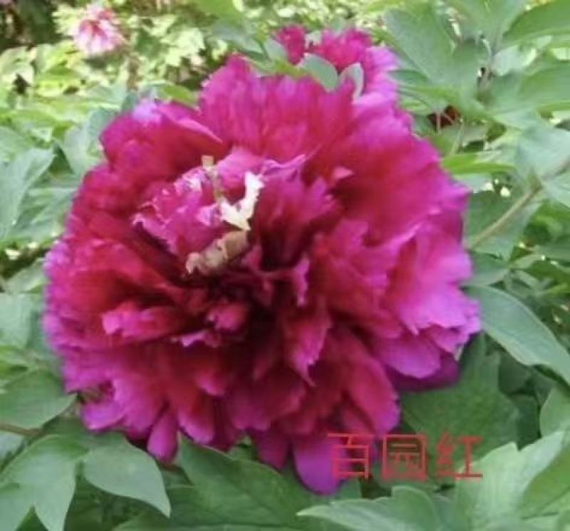 清地出售4年牡丹苗原颗