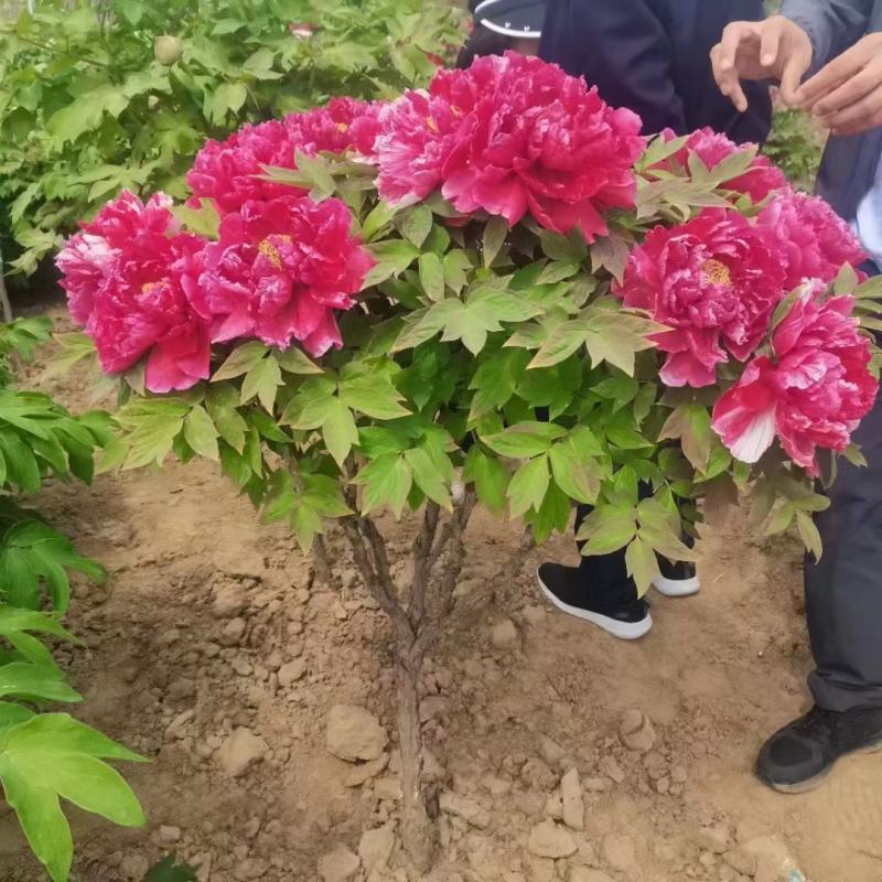 清地出售4年牡丹苗原颗