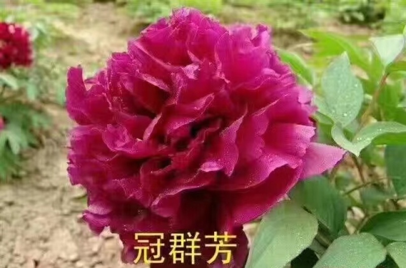清地出售4年牡丹苗原颗