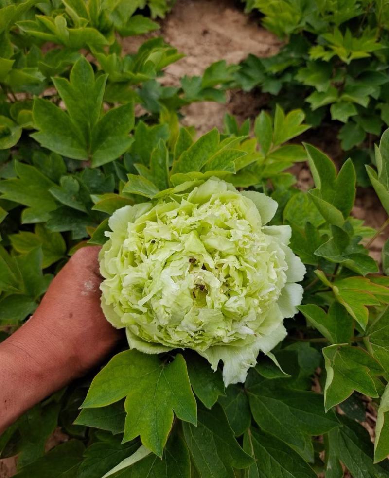 清地出售4年牡丹苗原颗