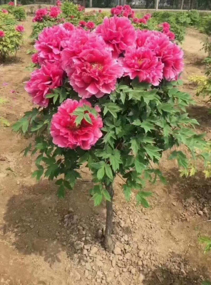 清地出售4年牡丹苗原颗