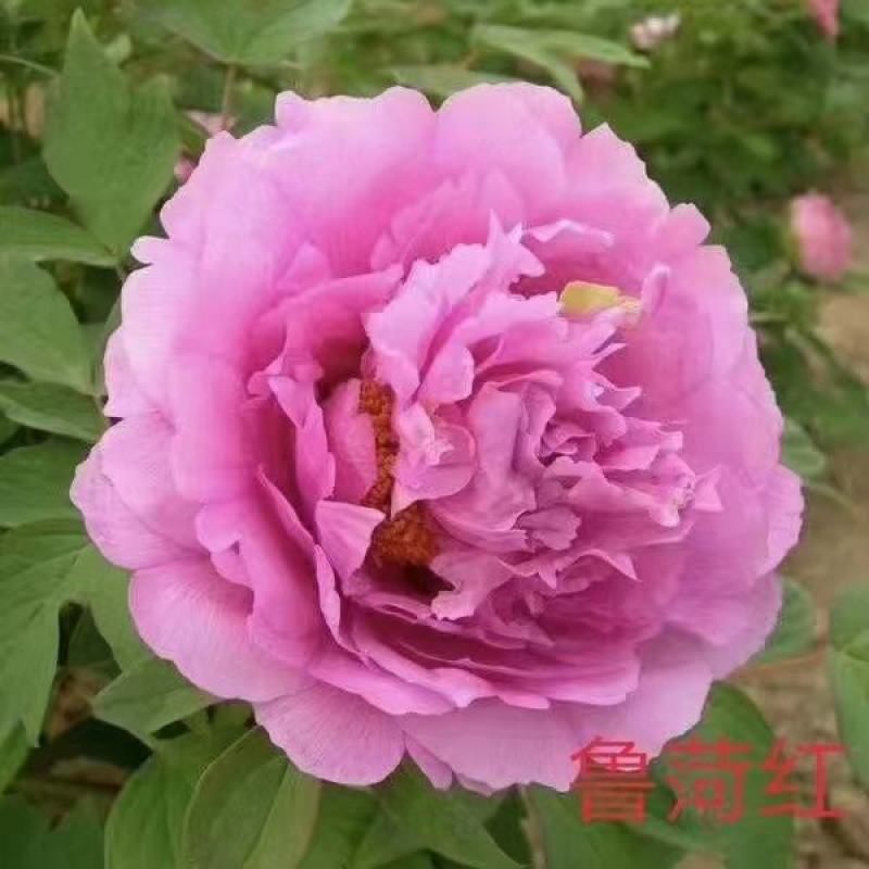 清地出售4年牡丹苗原颗
