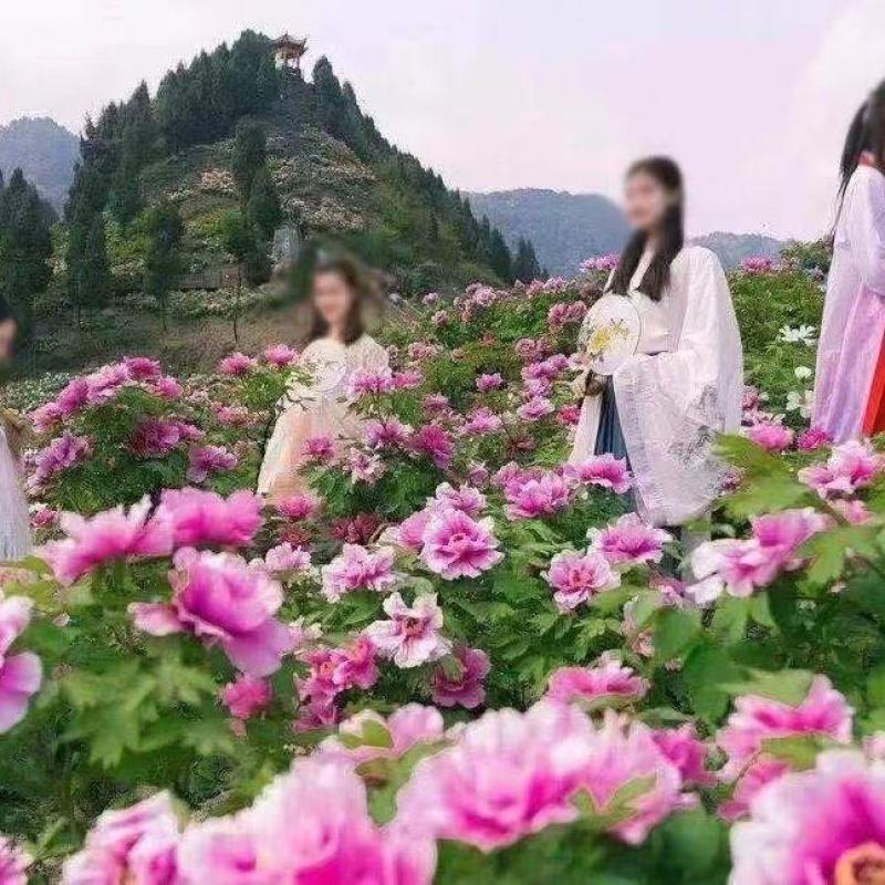 清地出售4年牡丹苗原颗