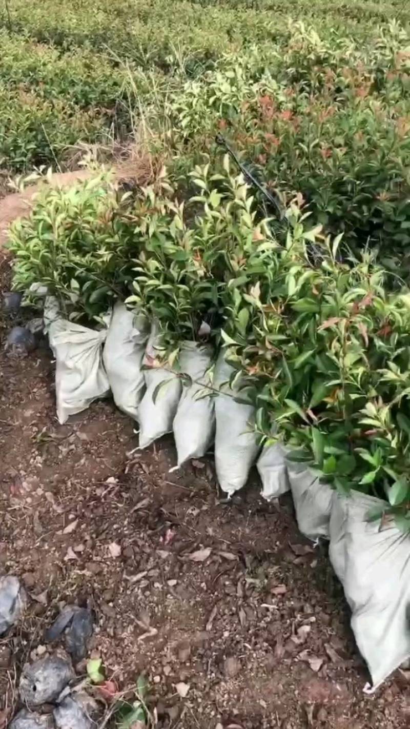 苗圃直供红叶石楠杯苗红叶石楠地苗红叶石楠毛球红叶石楠芽苗