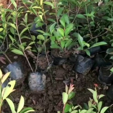 苗圃直供红叶石楠杯苗红叶石楠地苗红叶石楠毛球红叶石楠芽苗