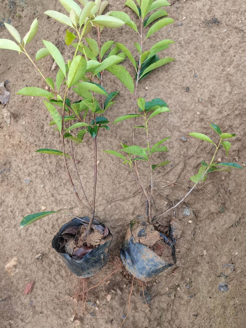 苗圃直供红叶石楠杯苗红叶石楠地苗红叶石楠毛球红叶石楠芽苗