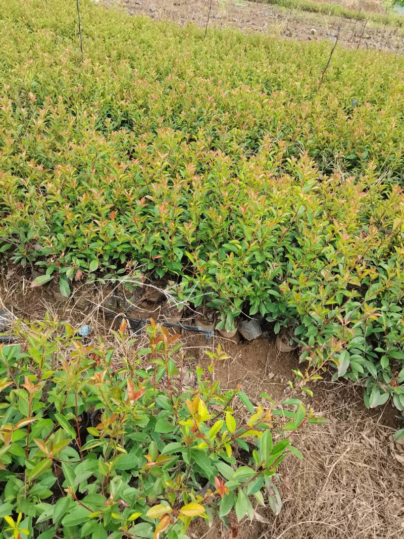 苗圃直供红叶石楠杯苗红叶石楠地苗红叶石楠毛球红叶石楠芽苗