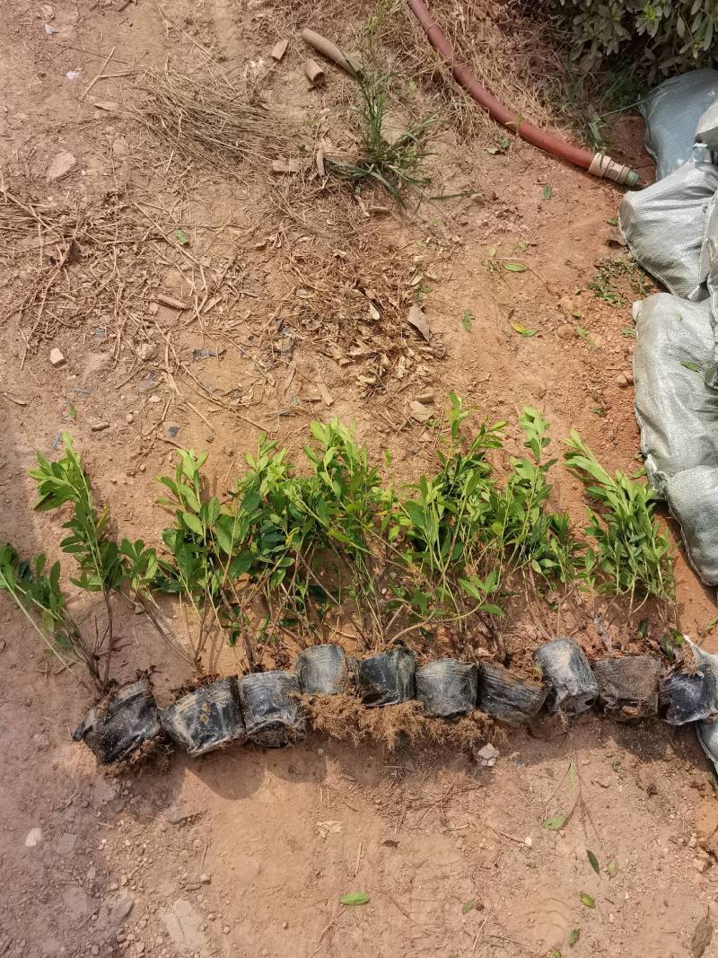 苗圃直供红叶石楠杯苗红叶石楠地苗红叶石楠毛球红叶石楠芽苗