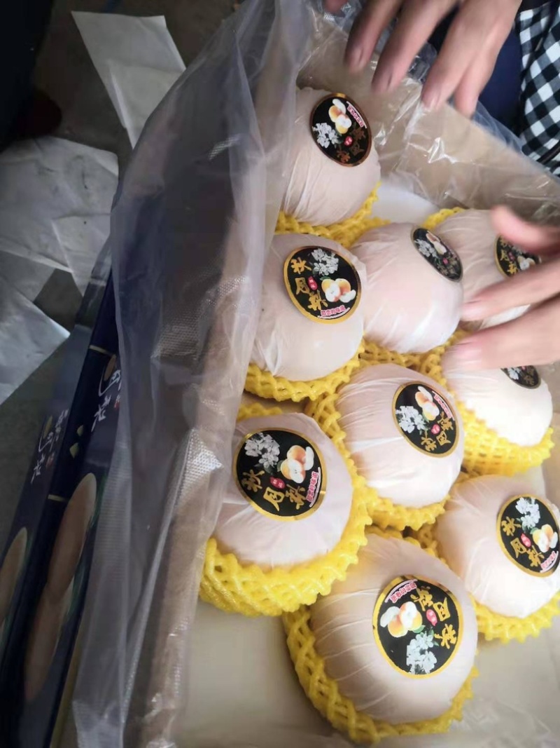 精品秋月梨，个大饱满，香脆多汁，欢迎各位老板前来咨询