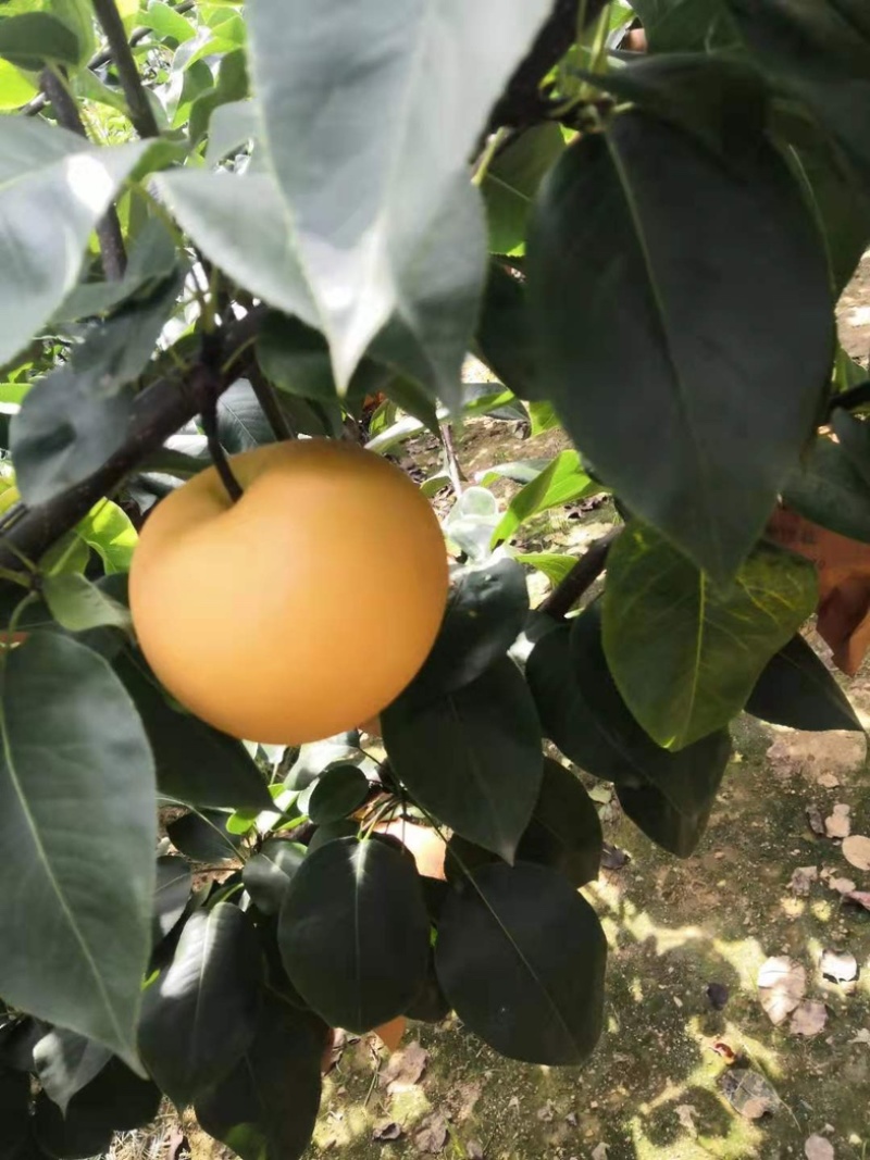 精品秋月梨，个大饱满，香脆多汁，欢迎各位老板前来咨询