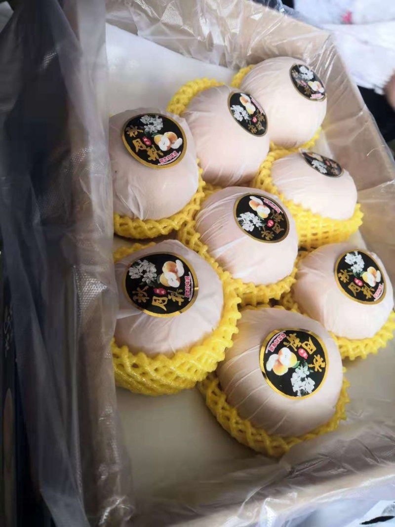 精品秋月梨，个大饱满，香脆多汁，欢迎各位老板前来咨询
