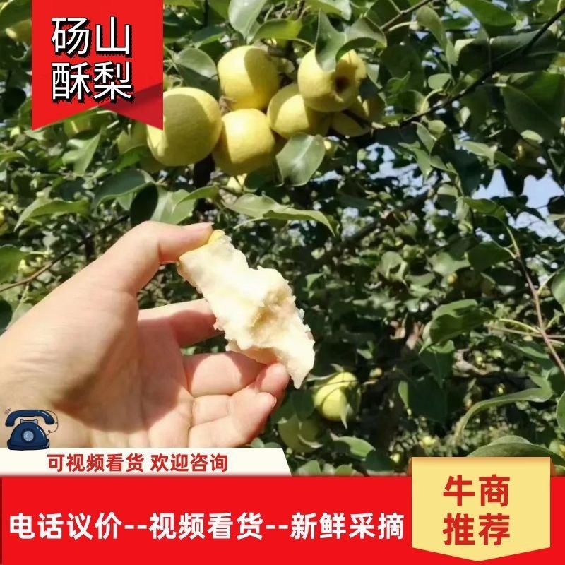 【牛商推荐】砀山酥梨精品好货糖度高果型正老果树梨