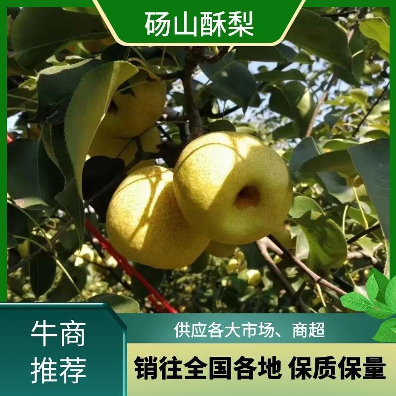 【爆单王】砀山梨酥梨糖度高果型正供应商超电商