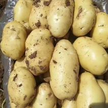 《热卖中》河北承德围场优质土豆有V7沃土226希森土豆