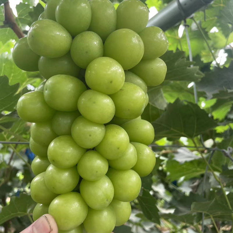 辽宁精品阳光玫瑰，价格真实产地直发欢迎选购