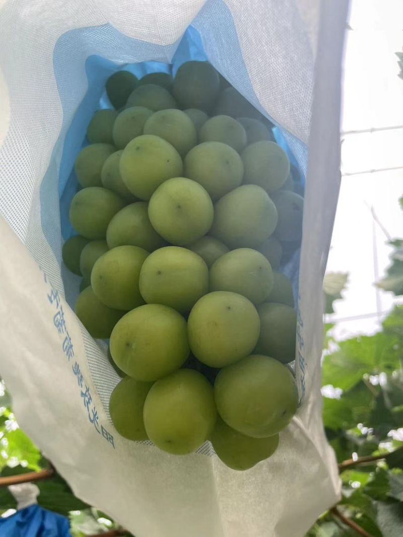 辽宁精品阳光玫瑰，价格真实产地直发欢迎选购