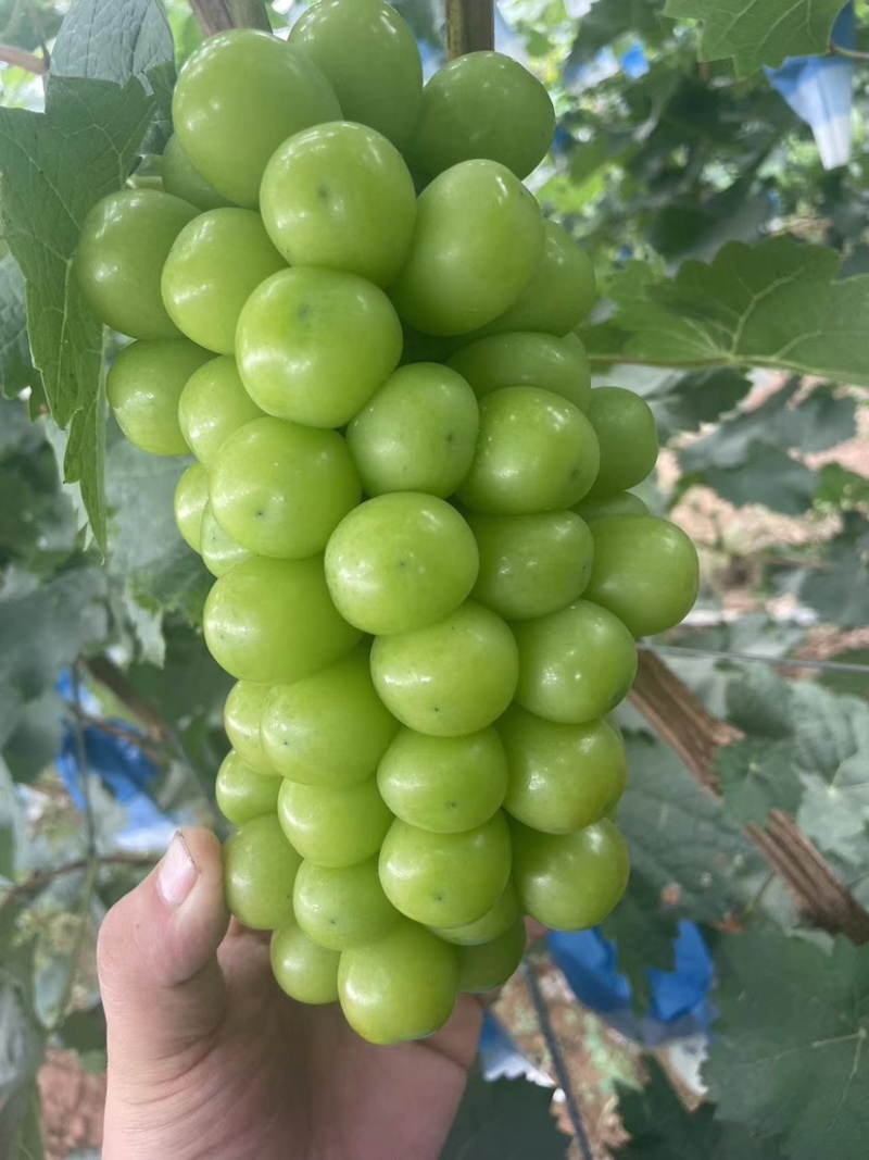 辽宁精品阳光玫瑰，价格真实产地直发欢迎选购
