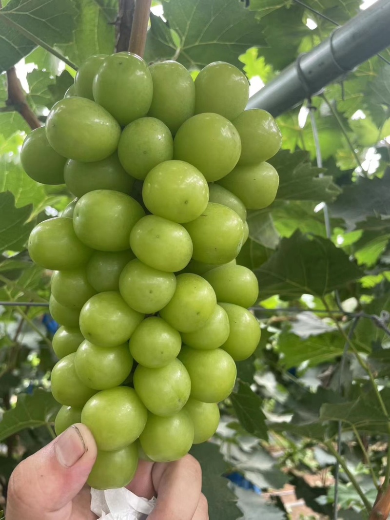辽宁精品阳光玫瑰，价格真实产地直发欢迎选购