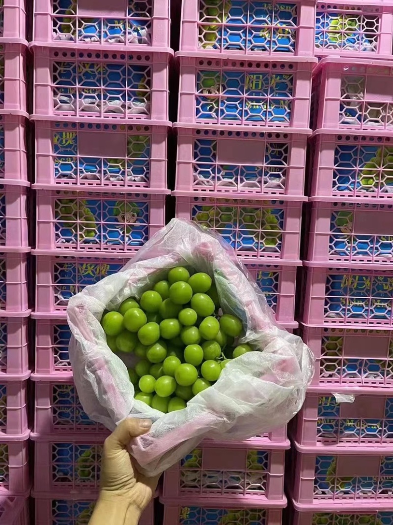 辽宁精品阳光玫瑰，价格真实产地直发欢迎选购