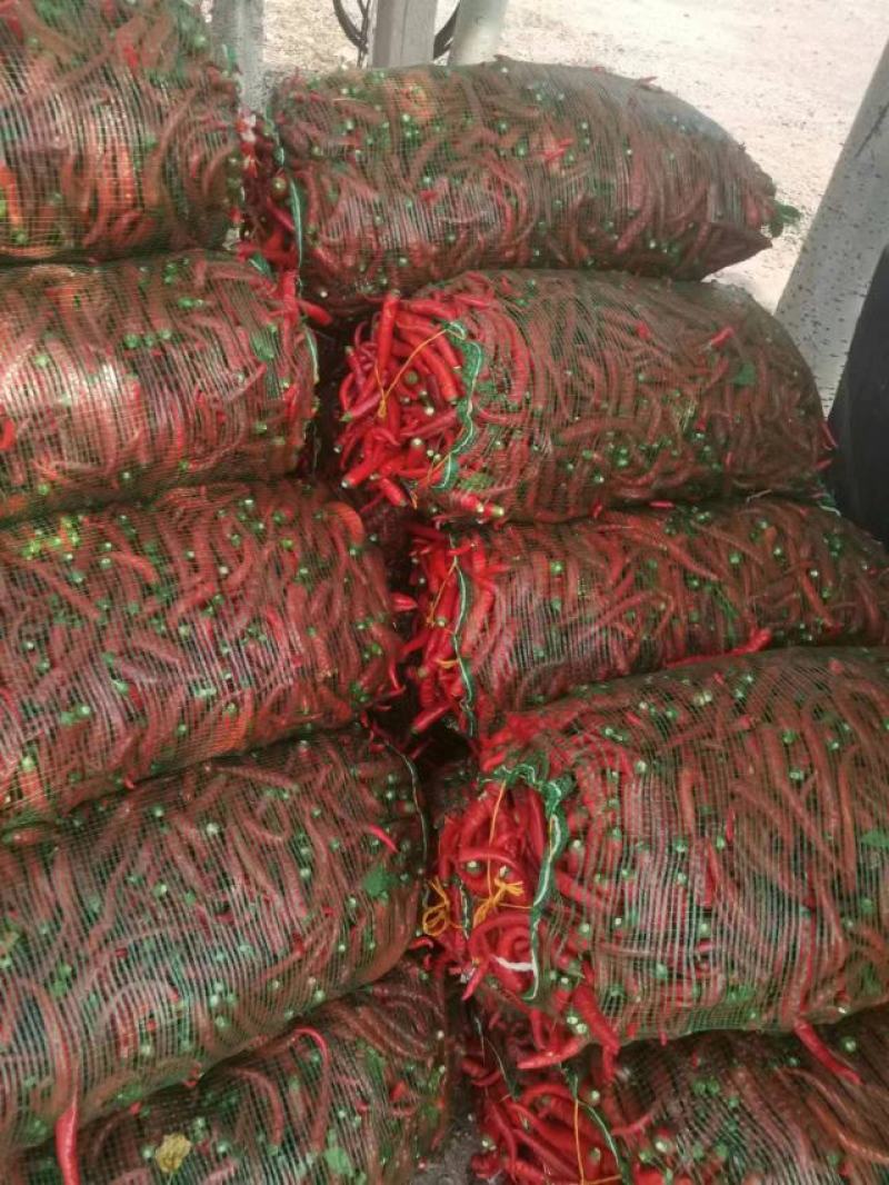 津红二号红辣椒大量上市产地直发一手货源支持视频看货欢迎来