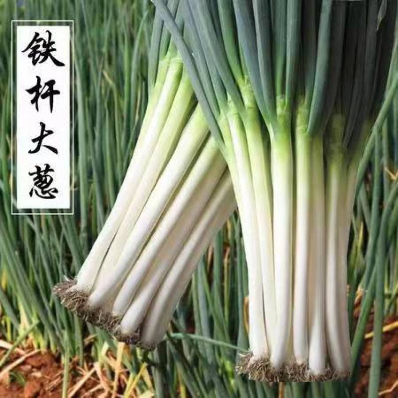 大葱上市价格便宜货源充足品质上乘支持视频看货欢迎来电