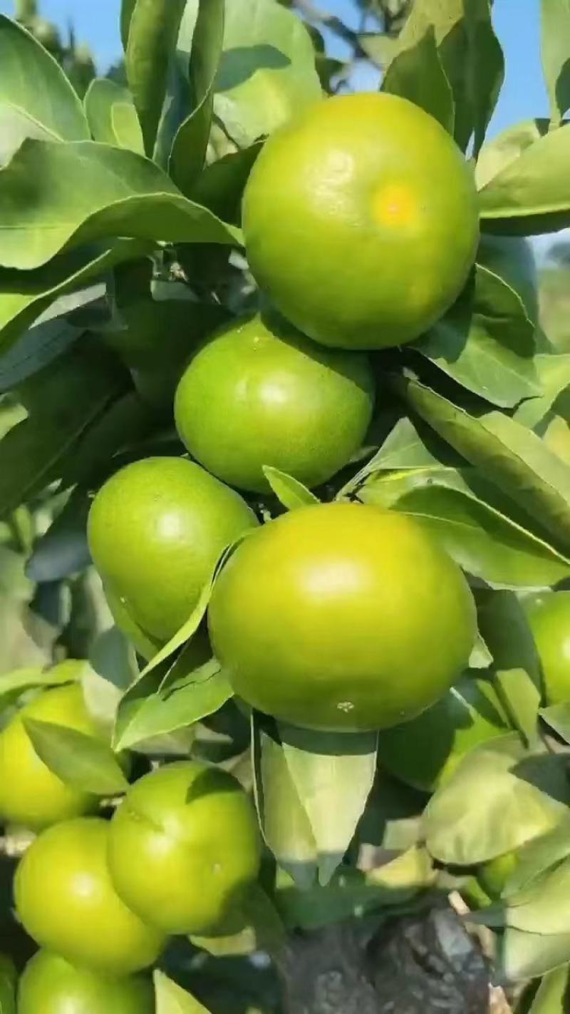 【随到随装】整车发货蜜橘对接全国市场快速对接量大从优