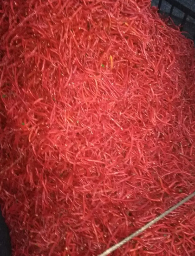 红线椒大量供货基地直发价格美丽品质上乘欢迎来电咨询合作