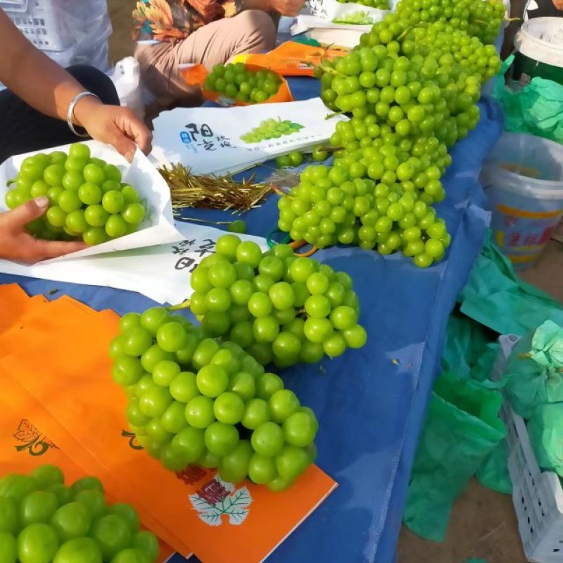 万亩阳光玫瑰青提晴王切片果脯罐头果大量有货