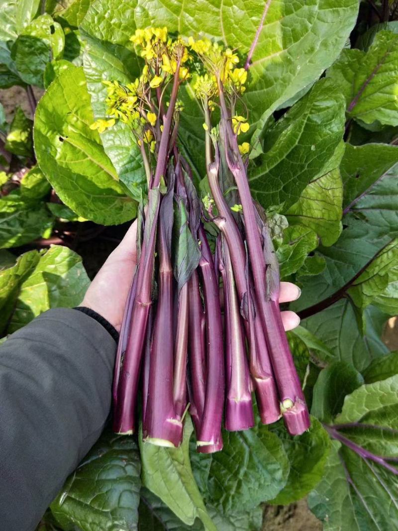 千里颂小叶御菜红菜苔种子早熟无蜡粉薹叶小红菜薹种子