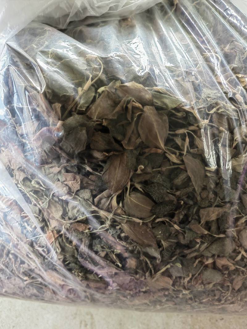 防野生金线莲，整株无碎，（价格优势）有量有价…