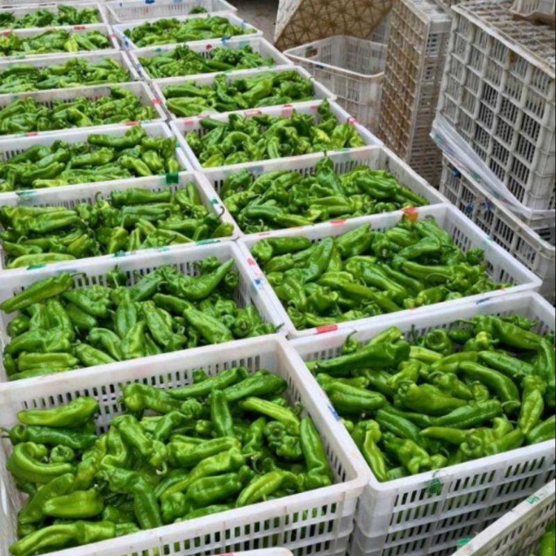 河南鲜辣椒301青皮辣椒电商市场泡椒线椒尖椒产地