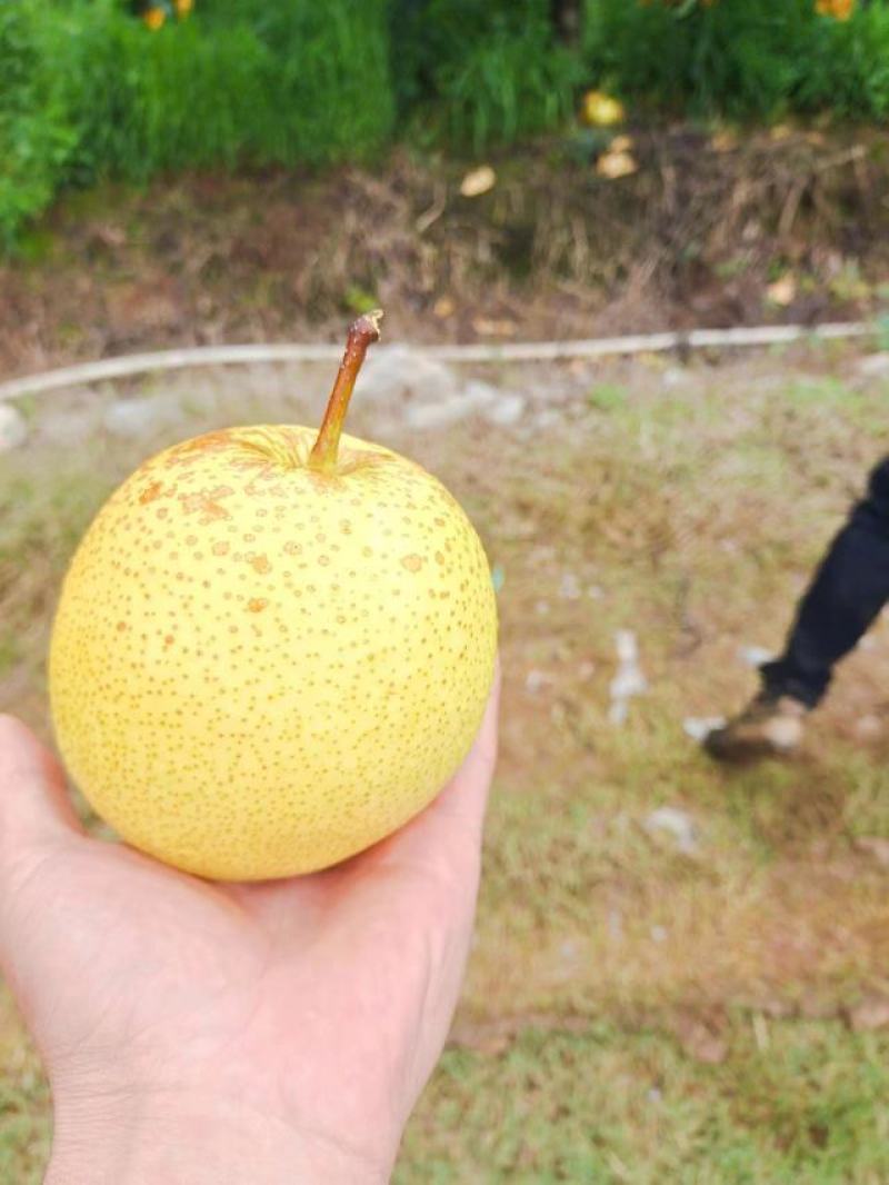 泸西雪花梨高原梨大量上市口感脆甜水分多质量保证价格优惠