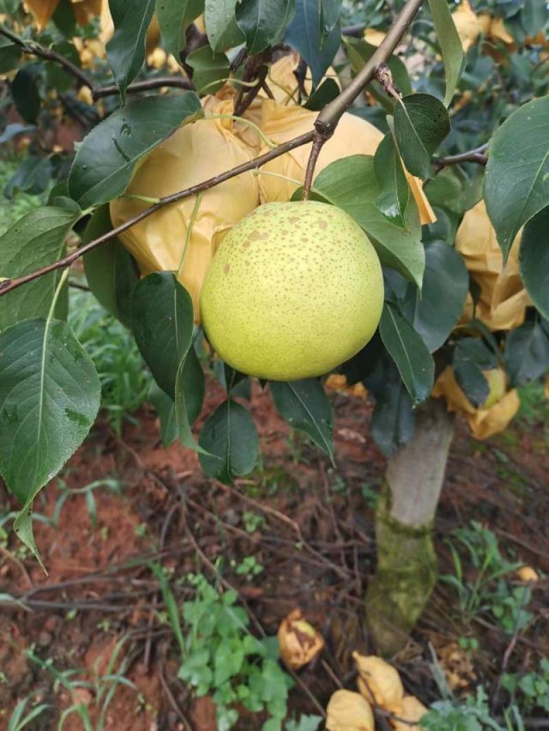 泸西雪花梨高原梨大量上市口感脆甜水分多质量保证价格优惠