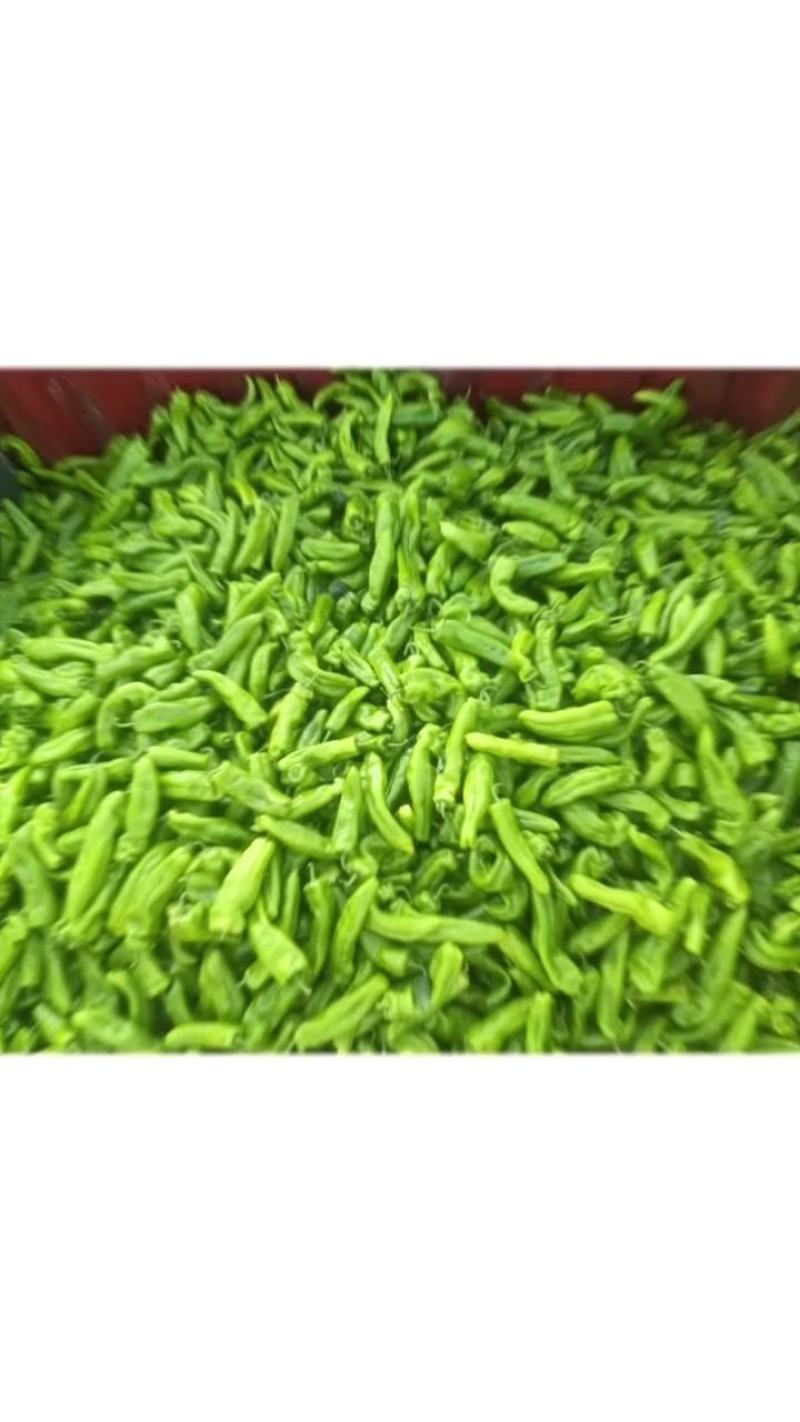 河南鲜辣椒301青皮辣椒电商市场泡椒线椒尖椒产地
