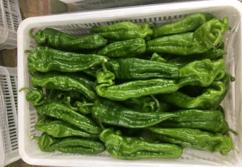 河南鲜辣椒301青皮辣椒电商市场泡椒线椒尖椒产地