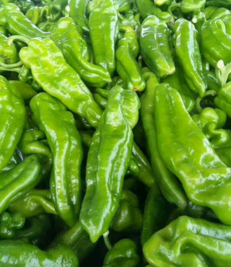 河南鲜辣椒301青皮辣椒电商市场泡椒线椒尖椒产地